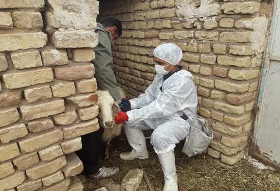 واکسیناسیون بیش از۹۷ هزار راس دام سبک و سنگین علیه بیماری تب برفکی در اردستان