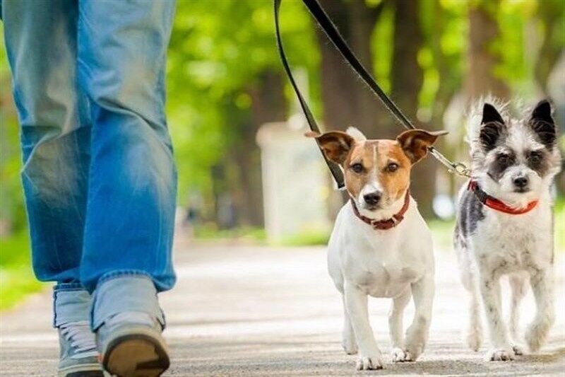 افزایش تماسهای مردمی با ۱۳۷ با موضوع سگگردانی در اصفهان