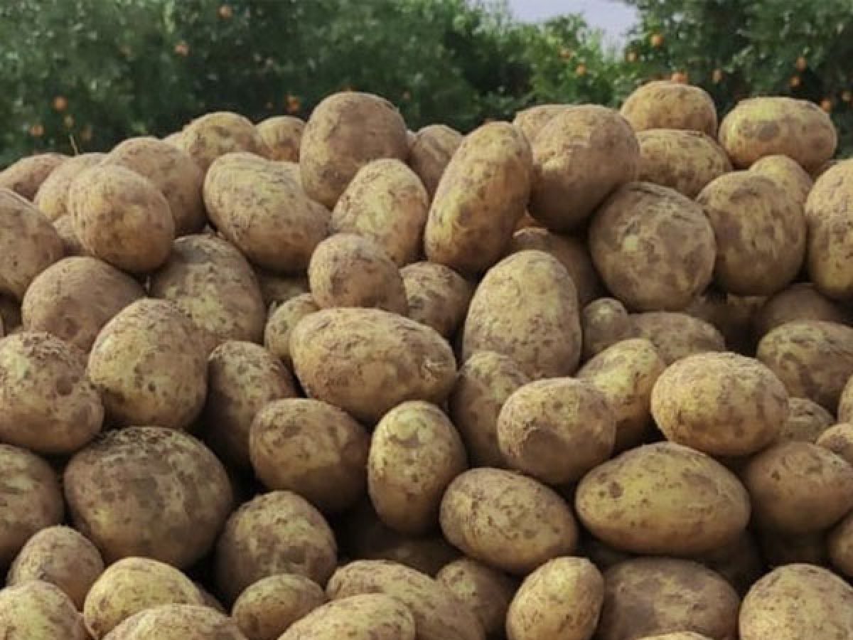 فریدن، قطب تولید سیبزمینی اصفهان؛ زنجیره تولید ۱۱۰ هزار تنی در انتظار «عزم ملی» برای تکمیل کارخانه صنایع تبدیلی