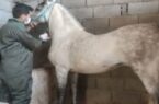 پایش بیماری مشمشه و واکسیناسیون شاربن در جمعیت اسب های پرورشی شهرستان خمینی شهر