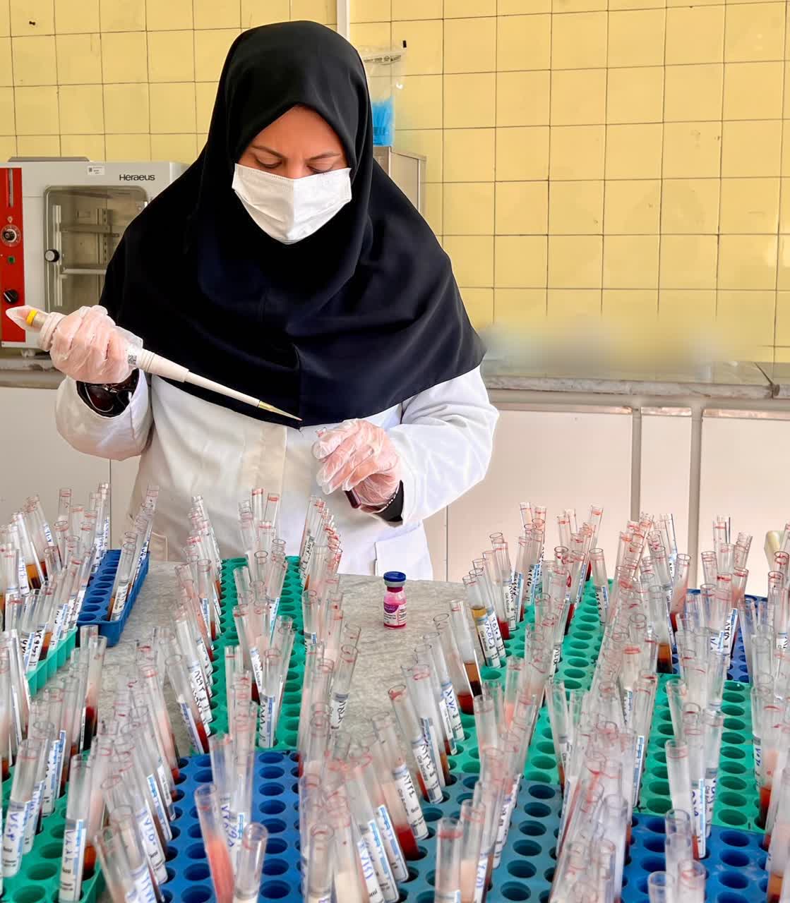 پایش بیماری بروسلوز در ۲۴ هزار رأس دام سنگین شهرستان نجف آباد