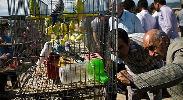 پرنده‌فروشی‌های سطح شهر اصفهان جمع می شوند