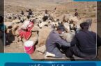 انجام بیش از یک میلیون و ۲۰۰ هزار عملیات واکسیناسیون دام در شهرستان فریدونشهر