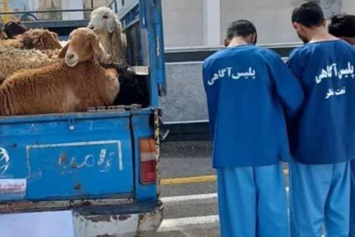 دستگیری ۳ سارق احشام در اردستان/ ۲۵ رأس گوسفند سرقتی کشف شد
