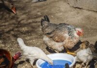 آغاز اجرای مرحله پانزدهم طرح ملی واکسیناسیون رایگان طیور روستایی علیه بیماری نیوکاسل در استان اصفهان