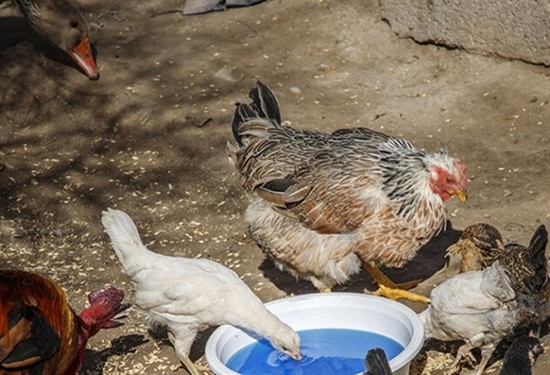 آغاز اجرای مرحله پانزدهم طرح ملی واکسیناسیون رایگان طیور روستایی علیه بیماری نیوکاسل در استان اصفهان